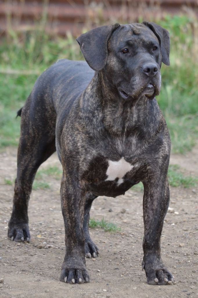CH. Tundra de spalato bull